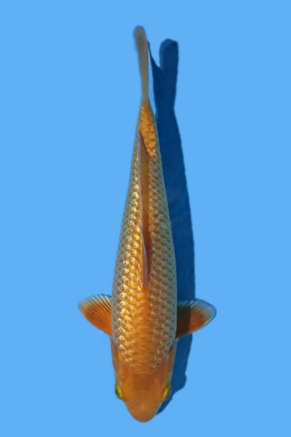 Juara 2