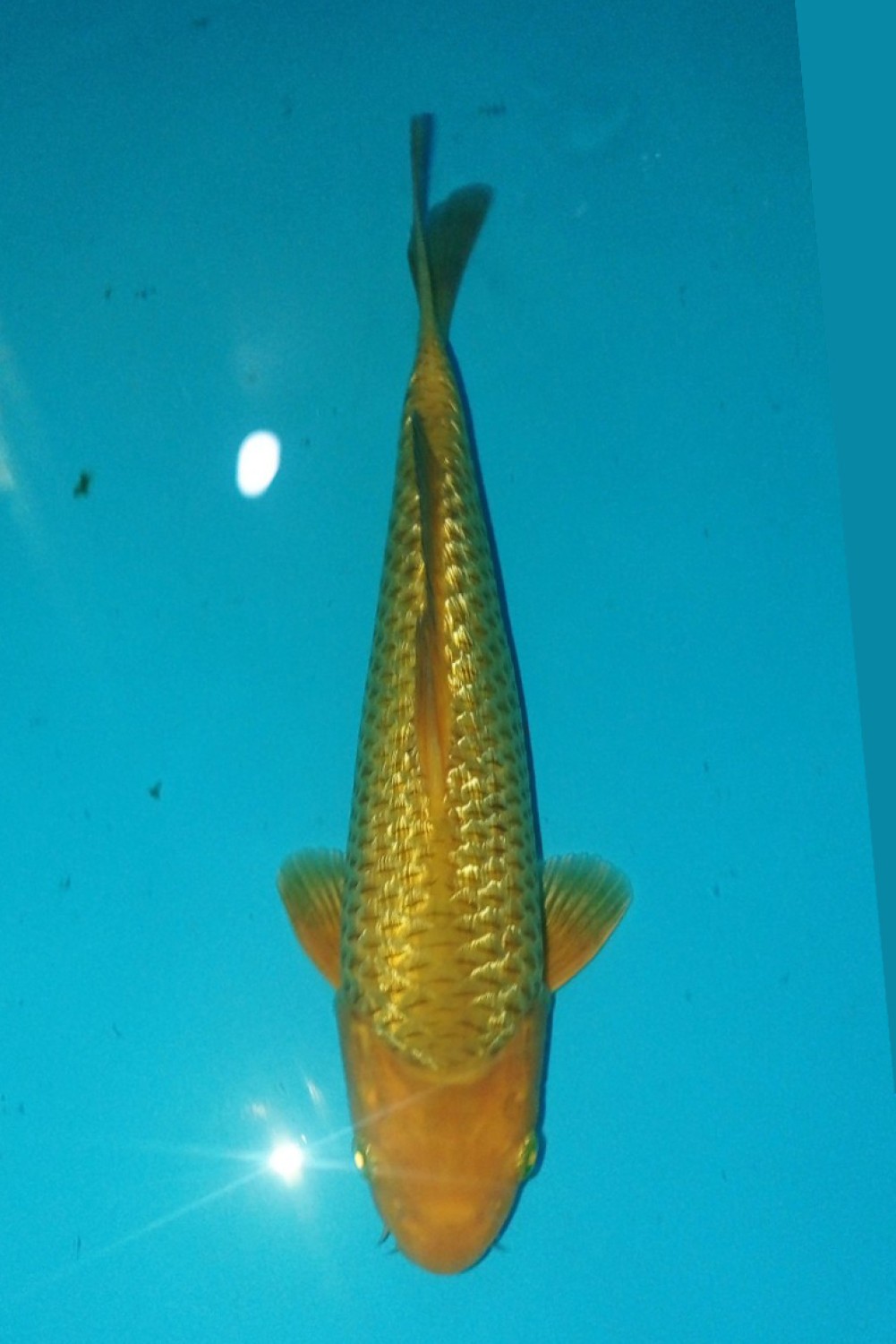 Juara 2