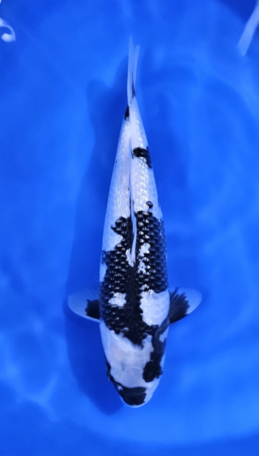 Juara 2