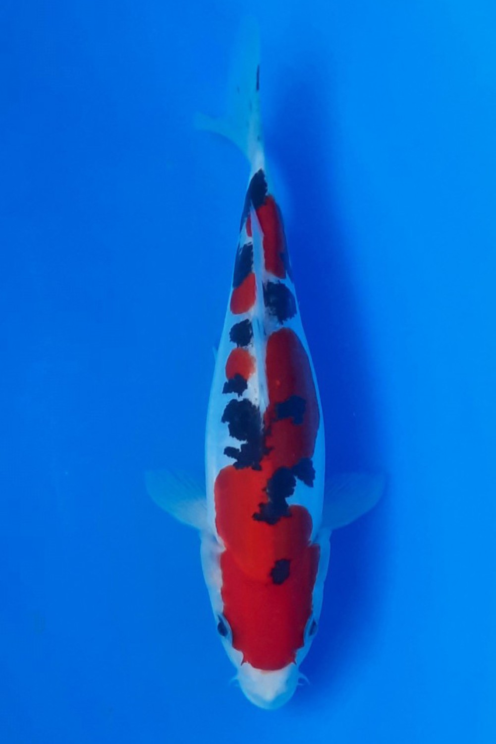 Juara 2