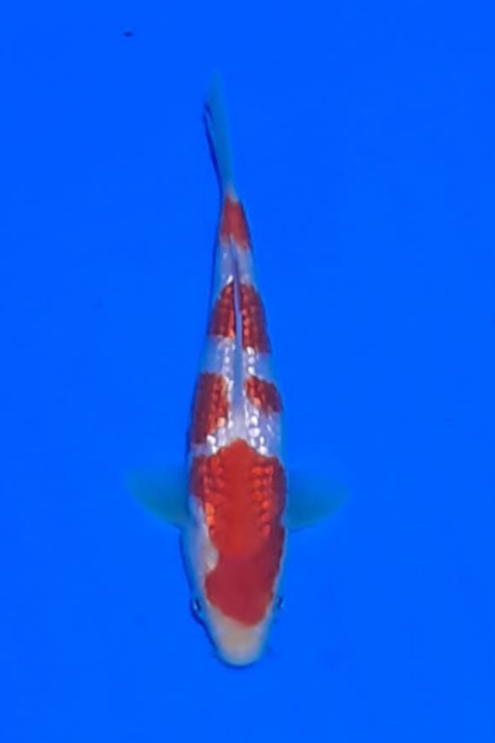 Juara 1