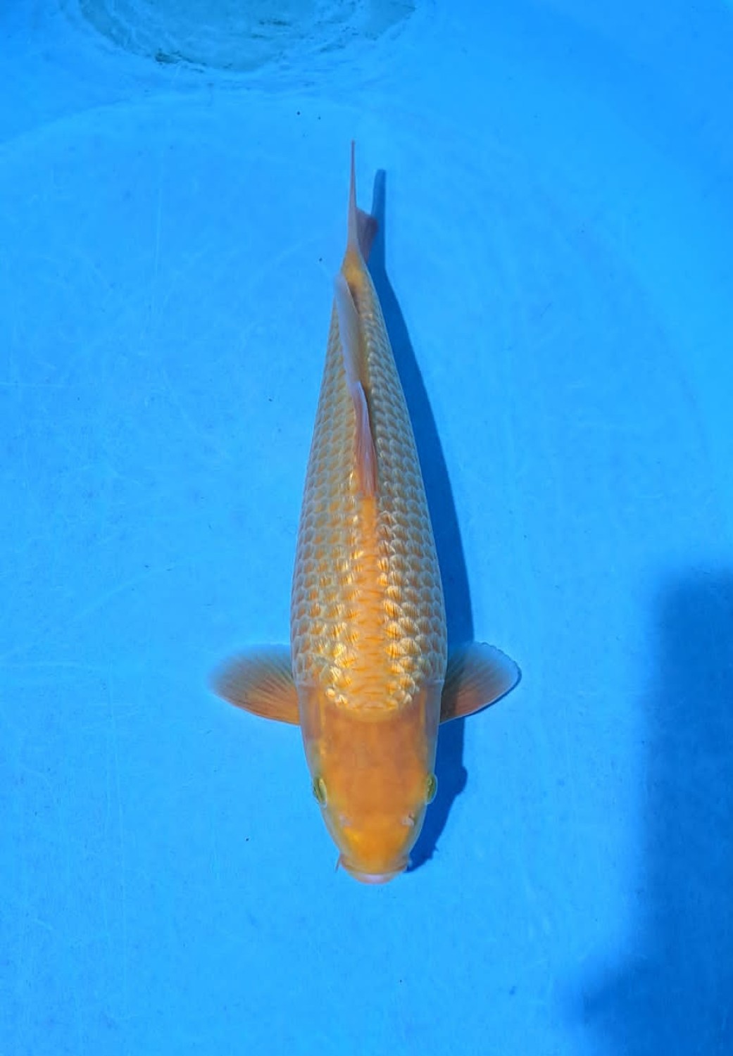 Juara 1
