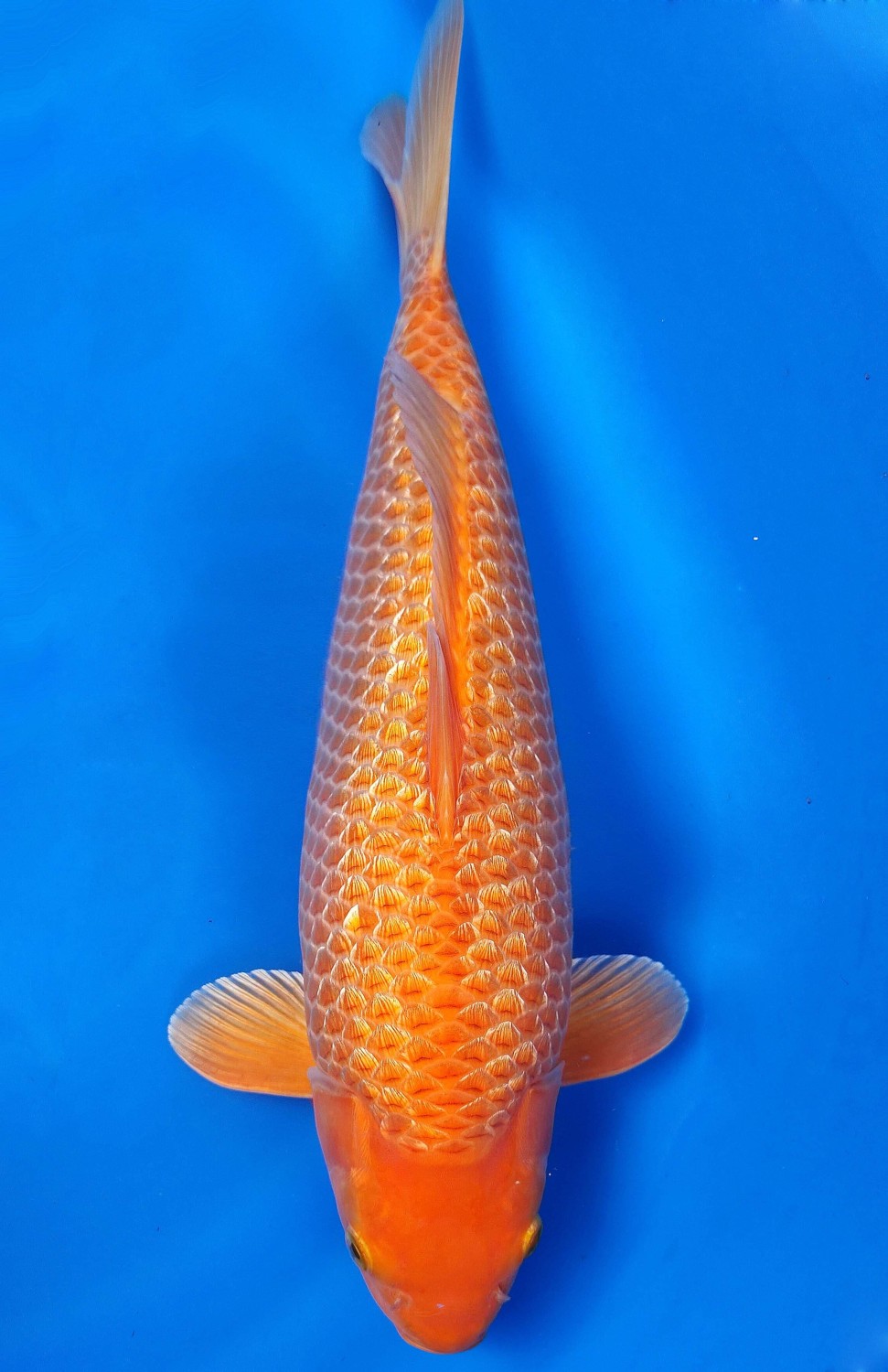 Juara 3