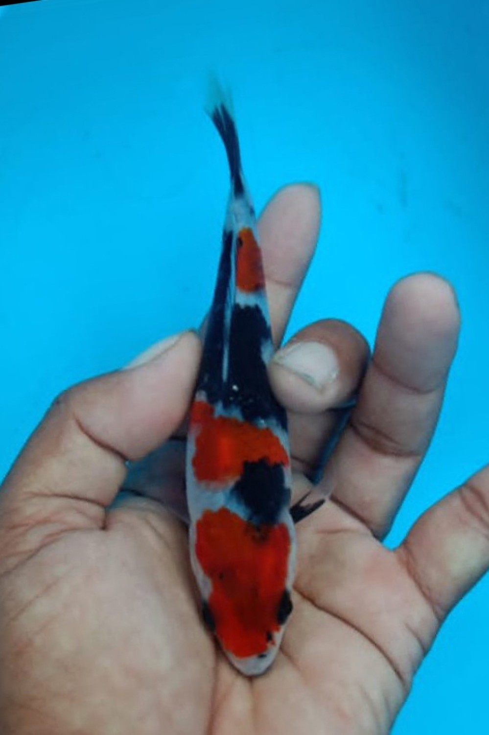 Juara 4