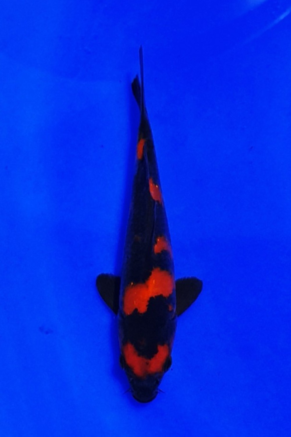 D. Cempaka Prize, 13 - 15 cm