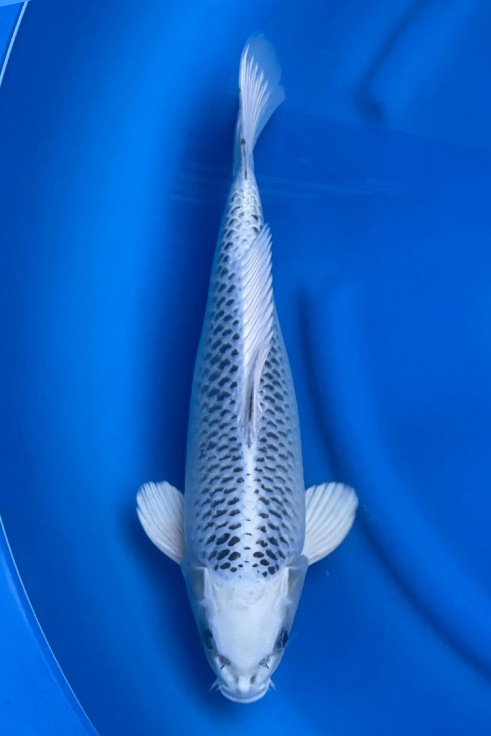Juara 1