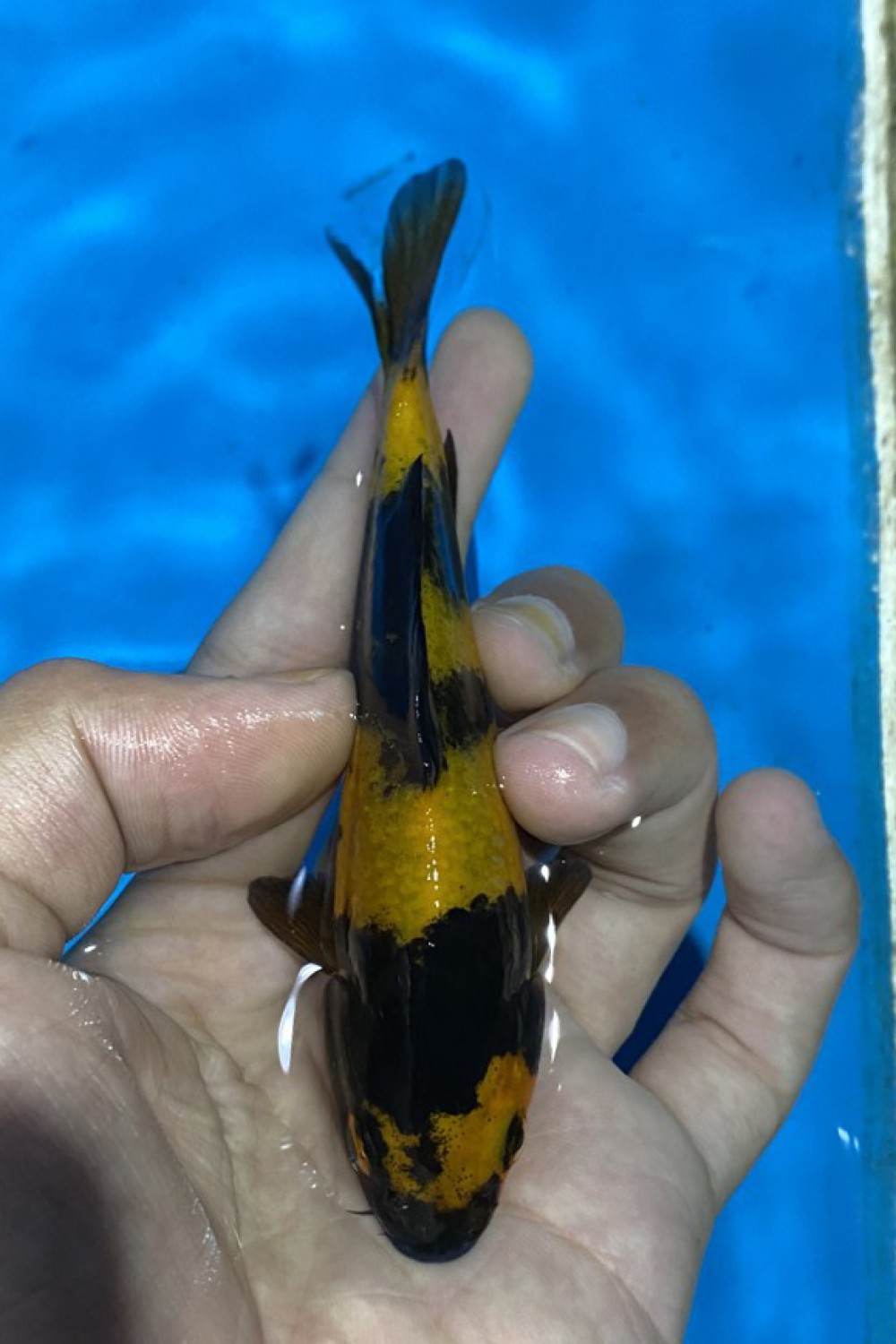 Juara 1