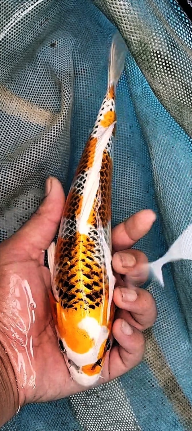 Juara 1