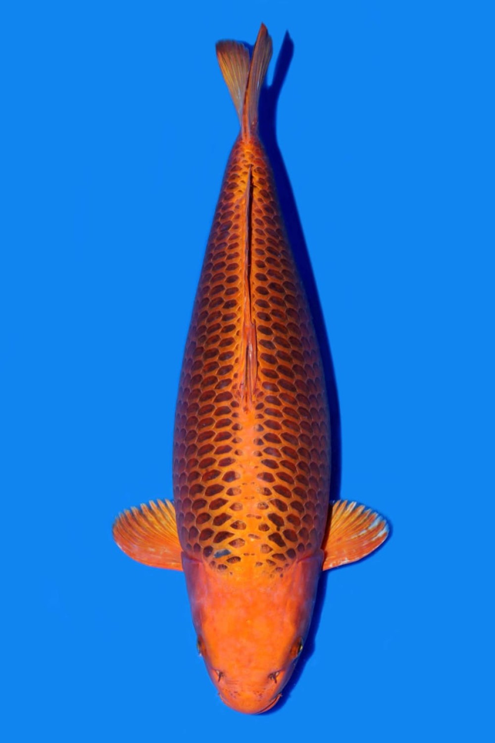 Juara 2