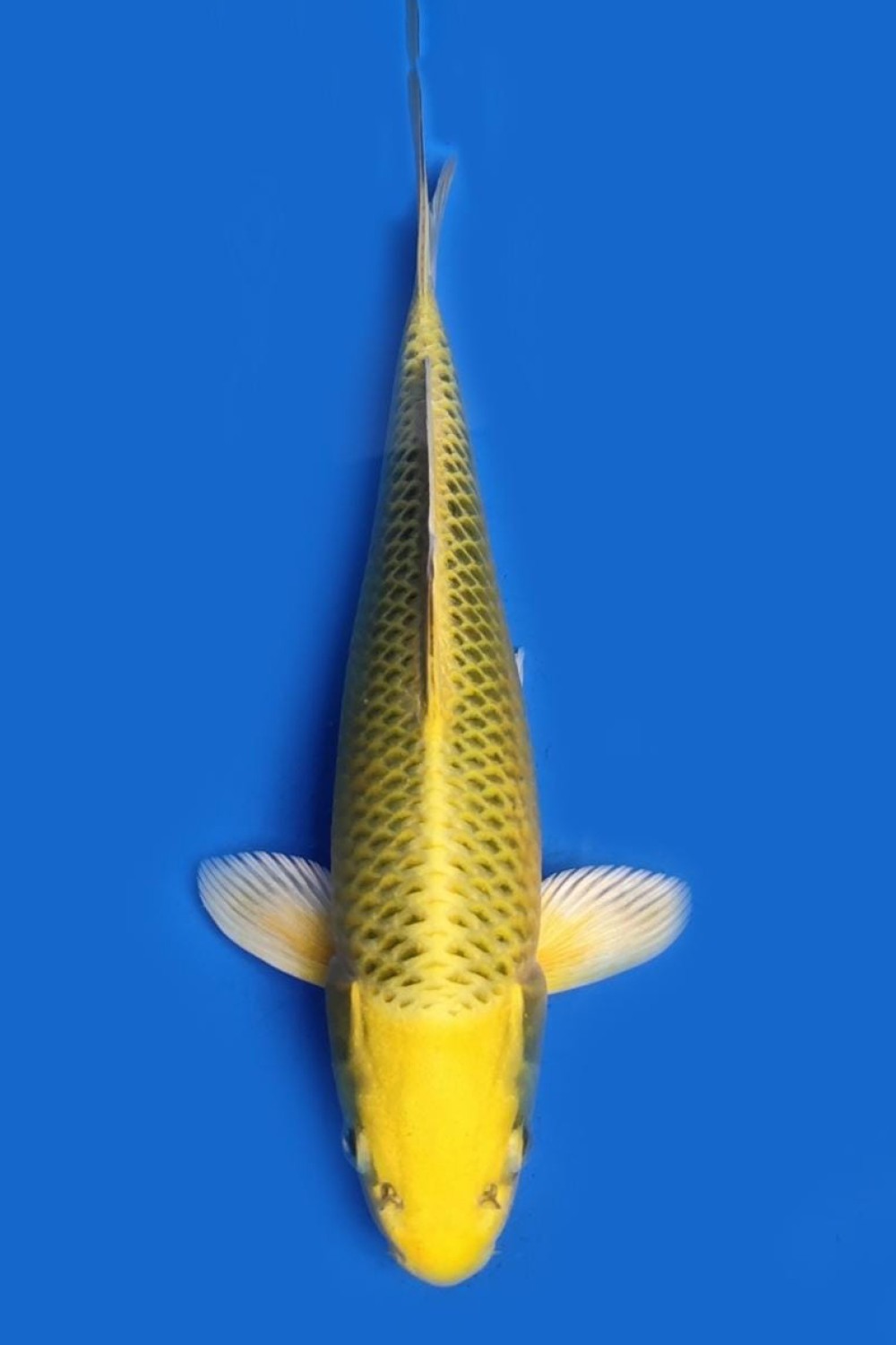 Juara 2