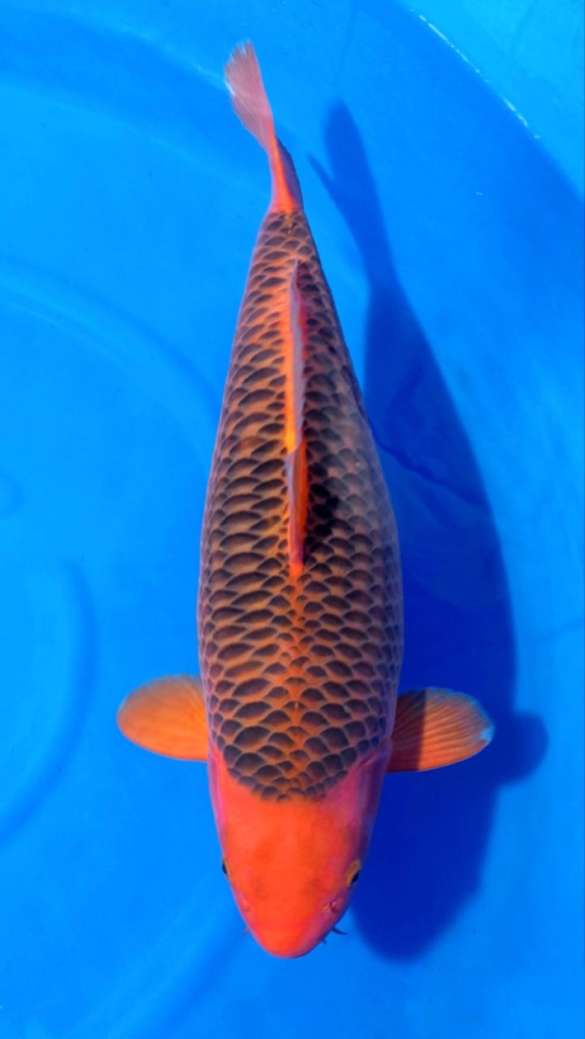 Juara 1