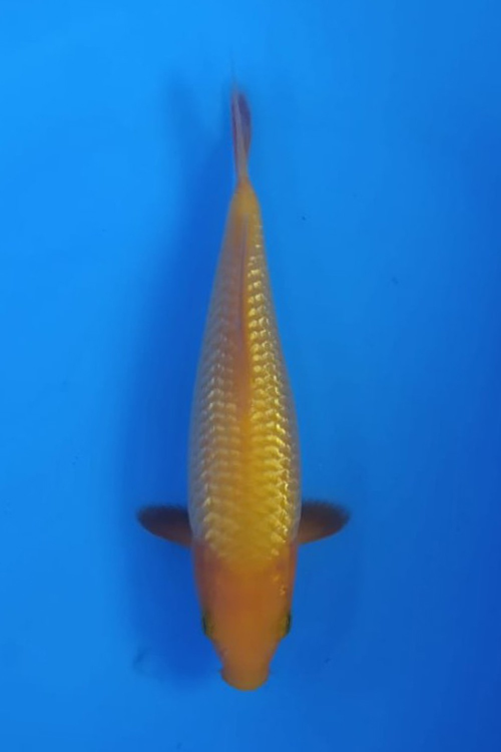 Juara 5