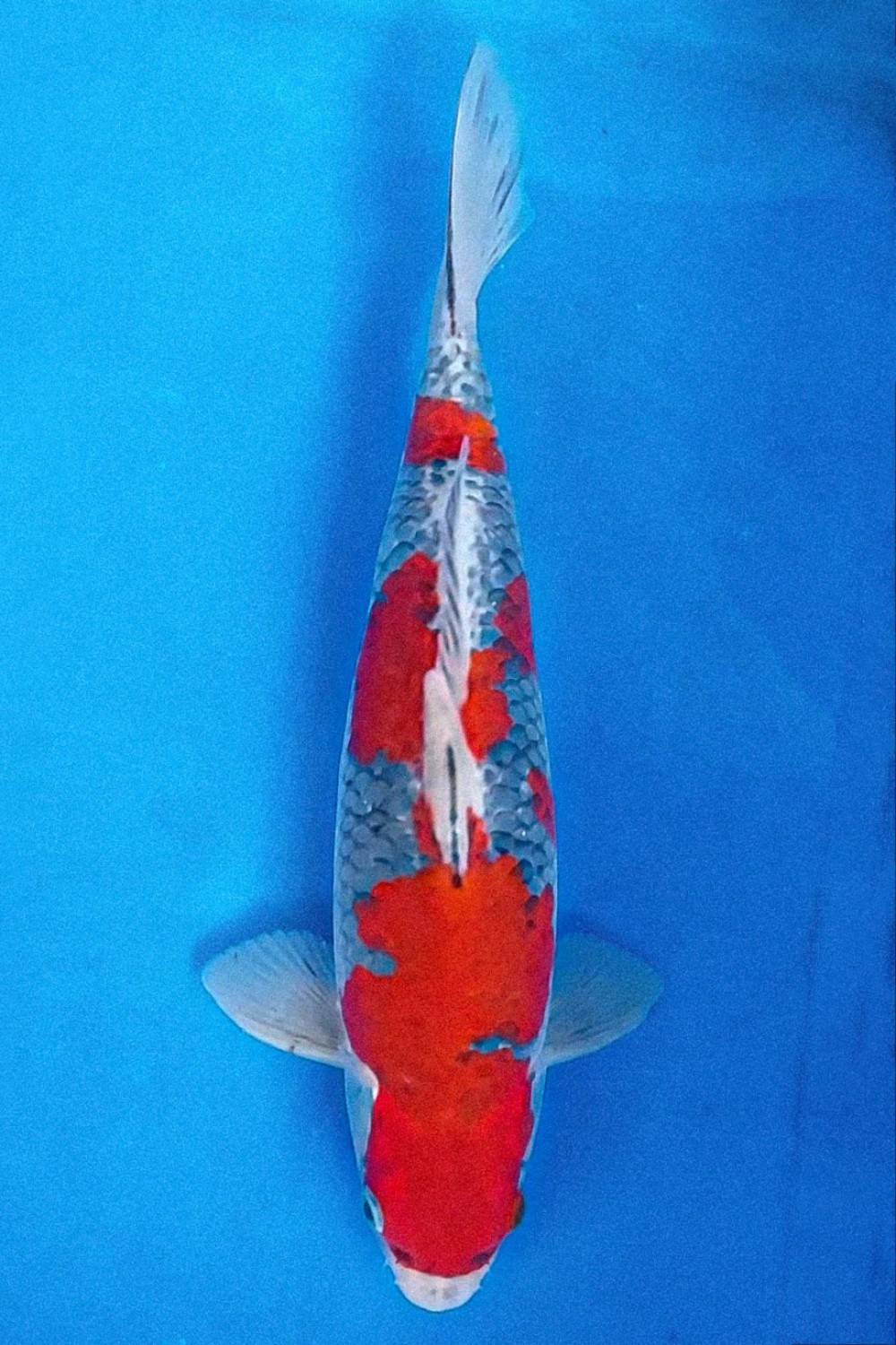 Juara 1