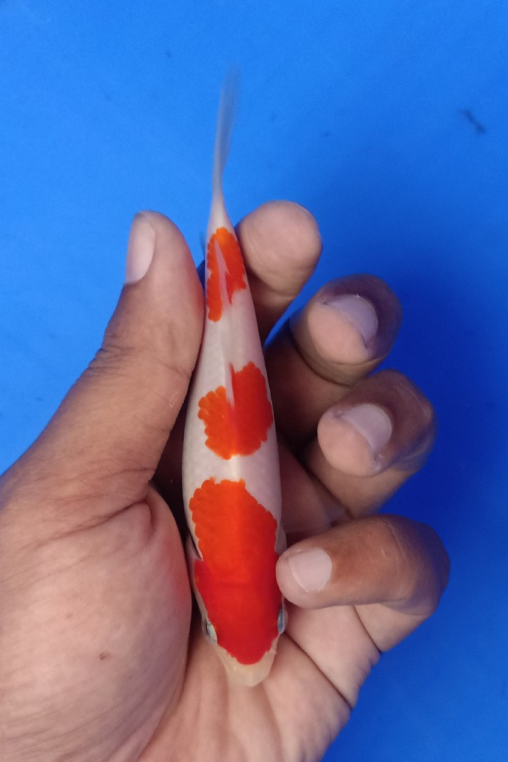 Juara 1