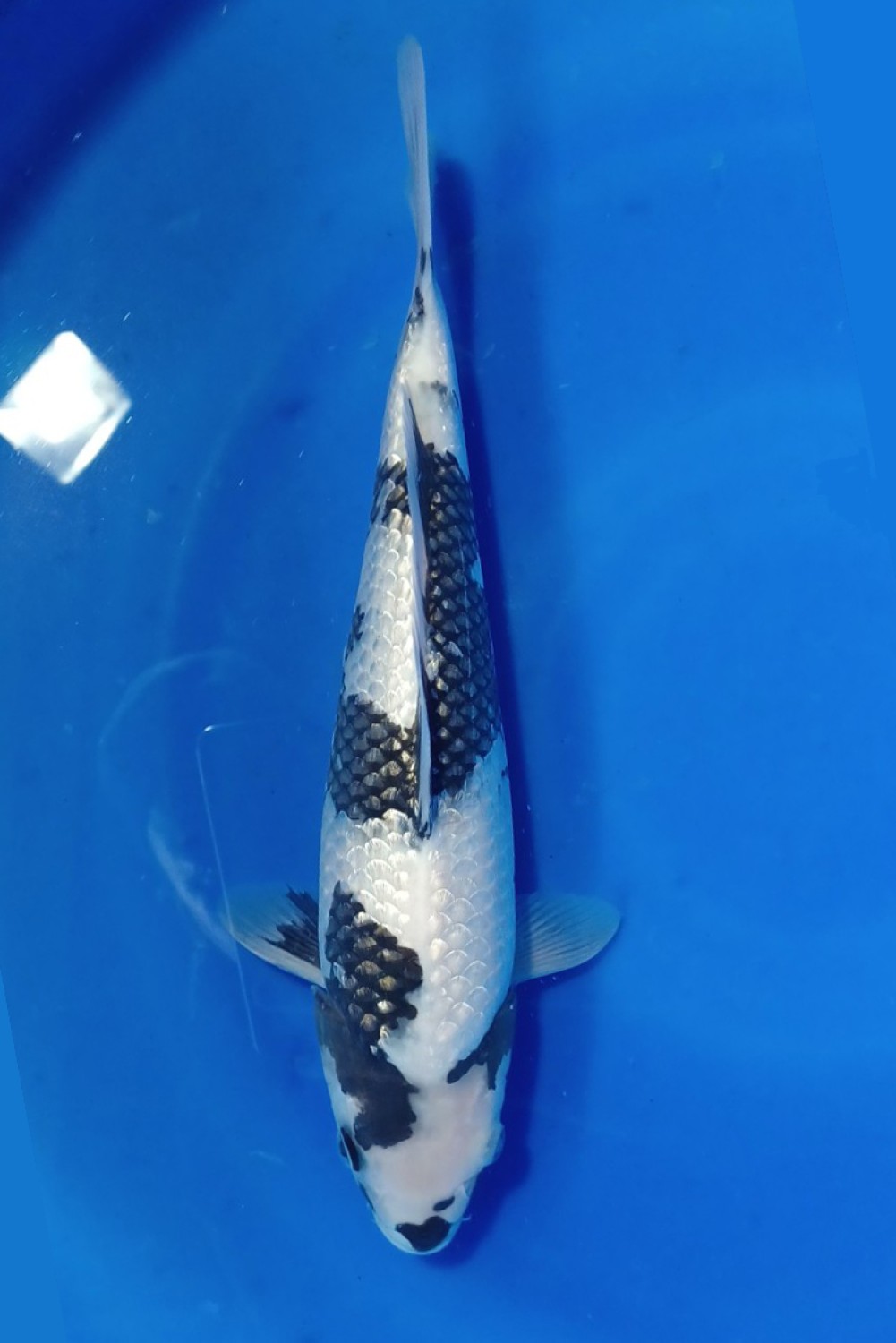 C. Anggrek Prize, 31 - 35 cm