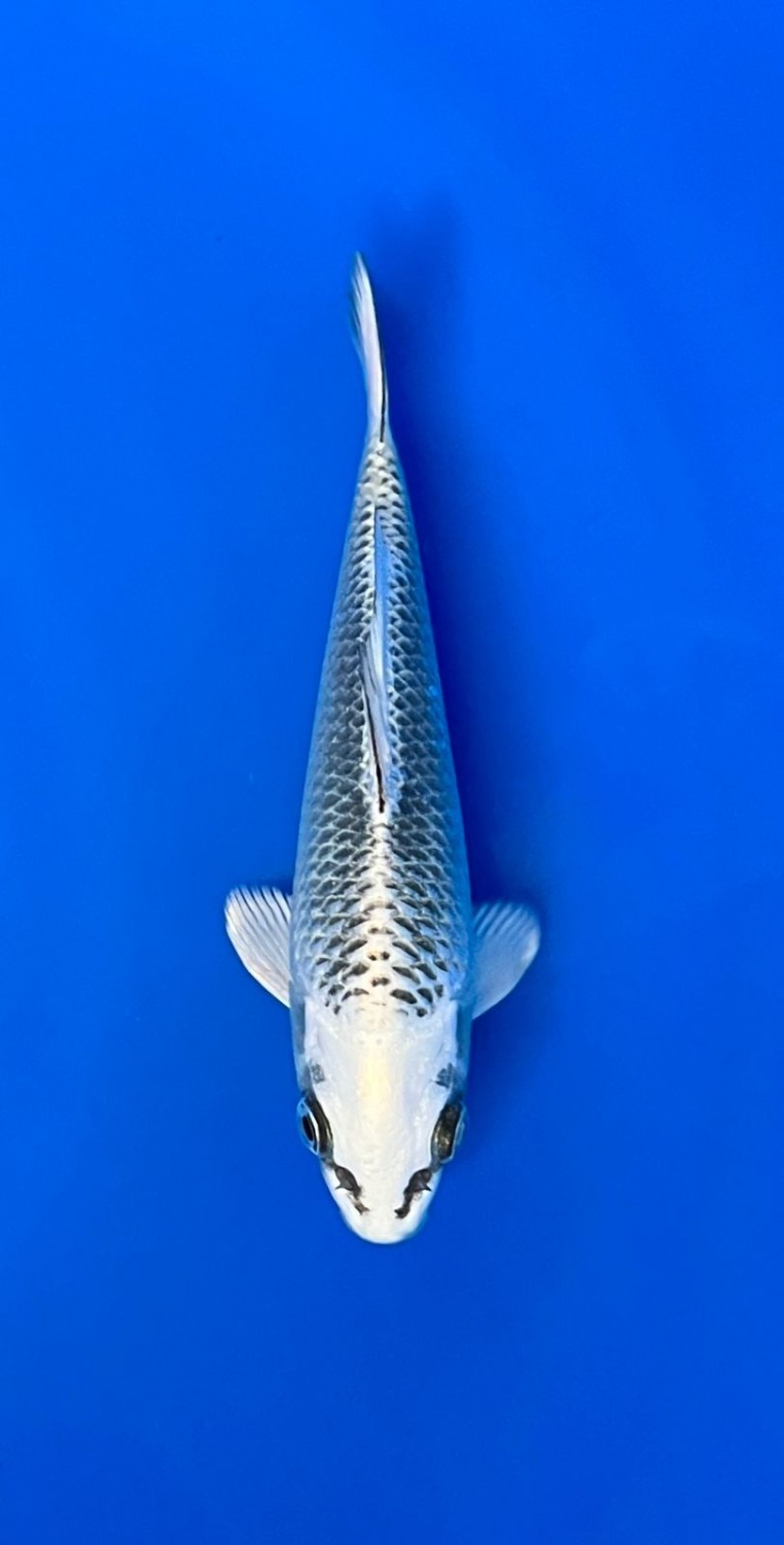 Juara 5