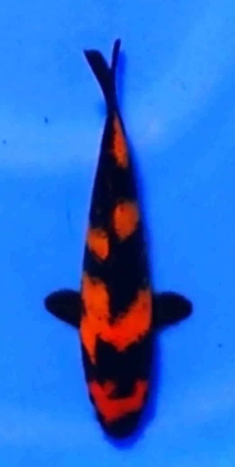 Juara 5