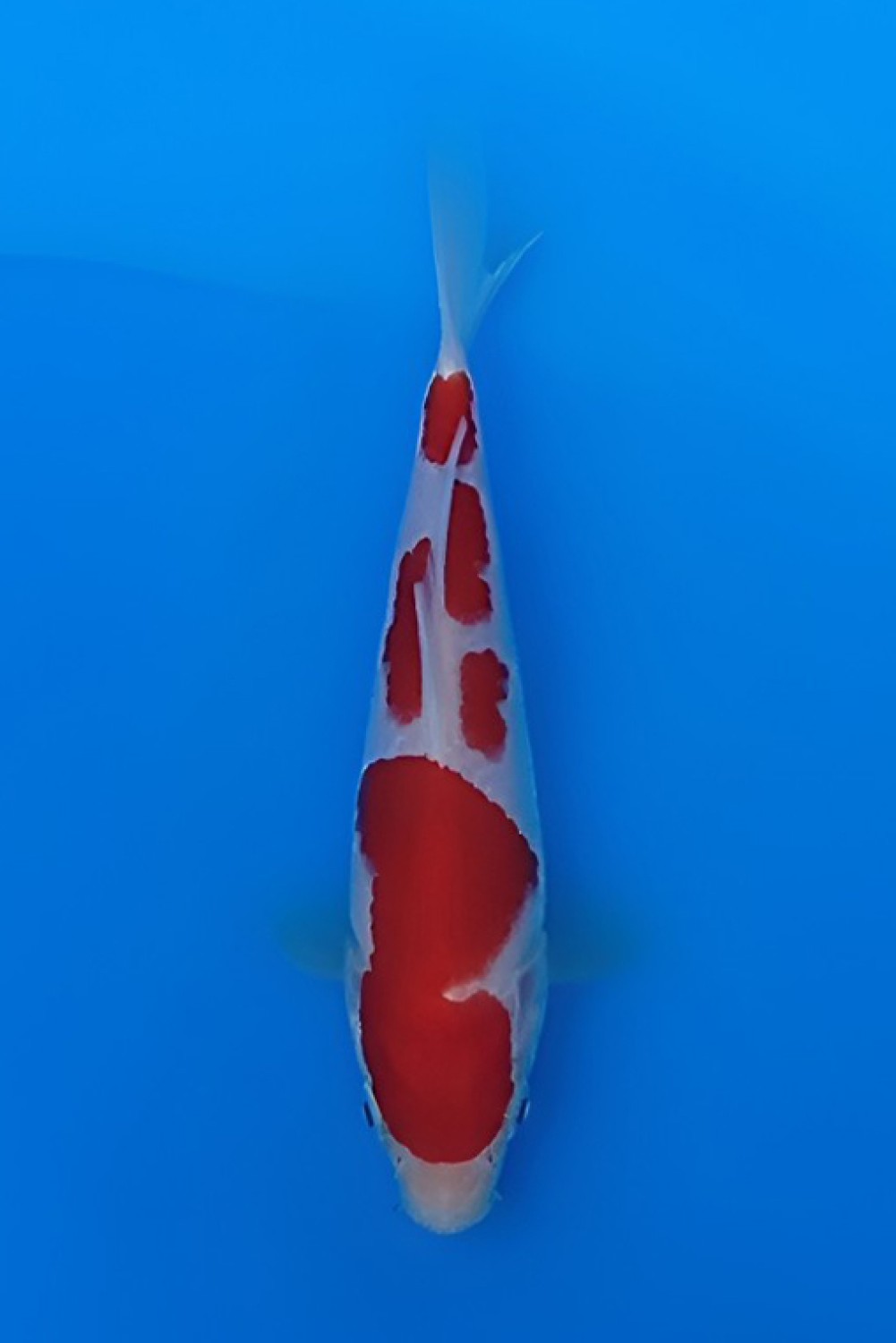 Juara 1