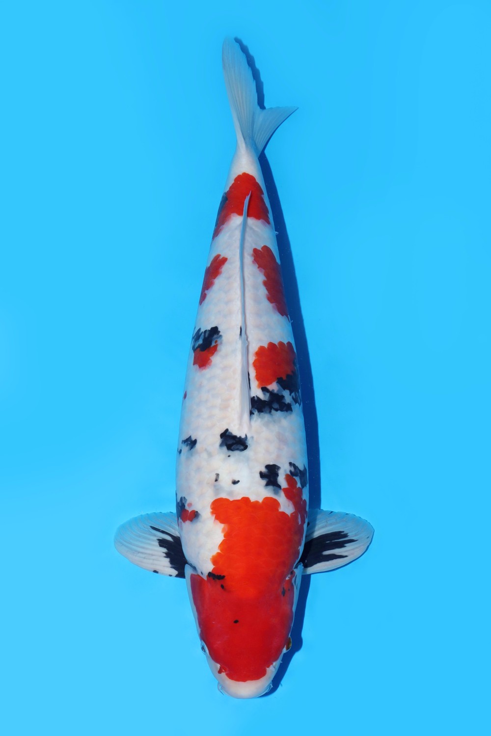 Juara 3