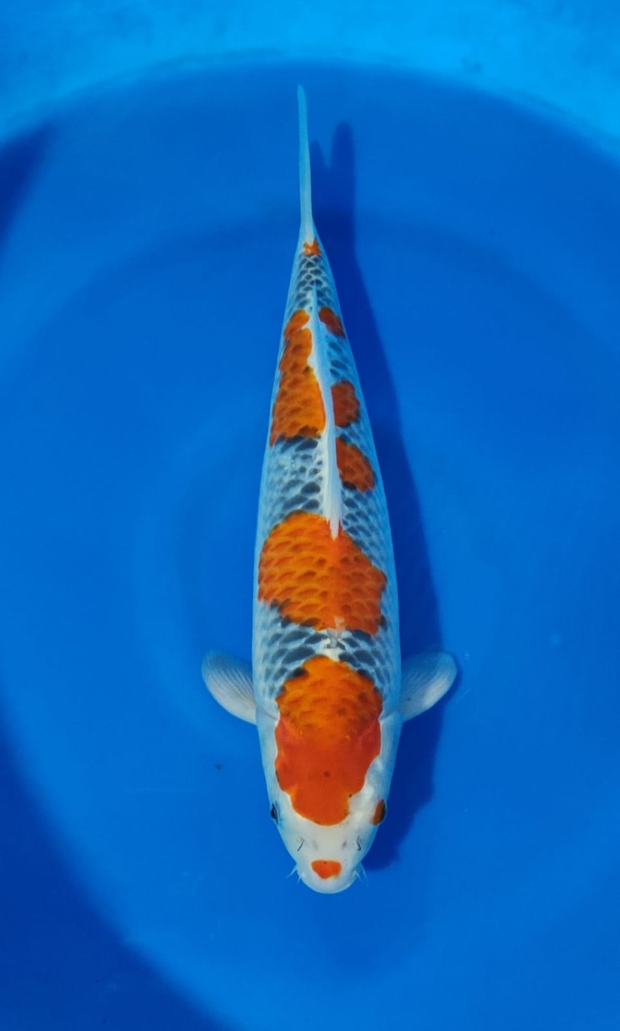 Juara 1