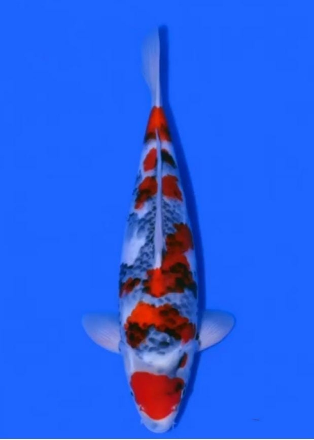 Juara 1