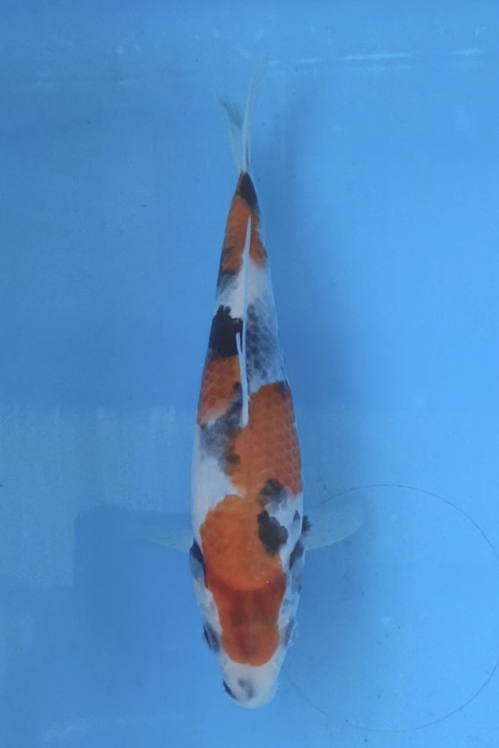 Juara 3