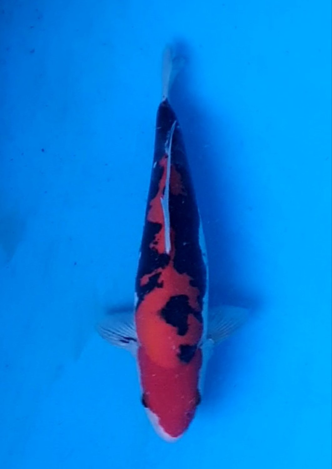 Juara 1