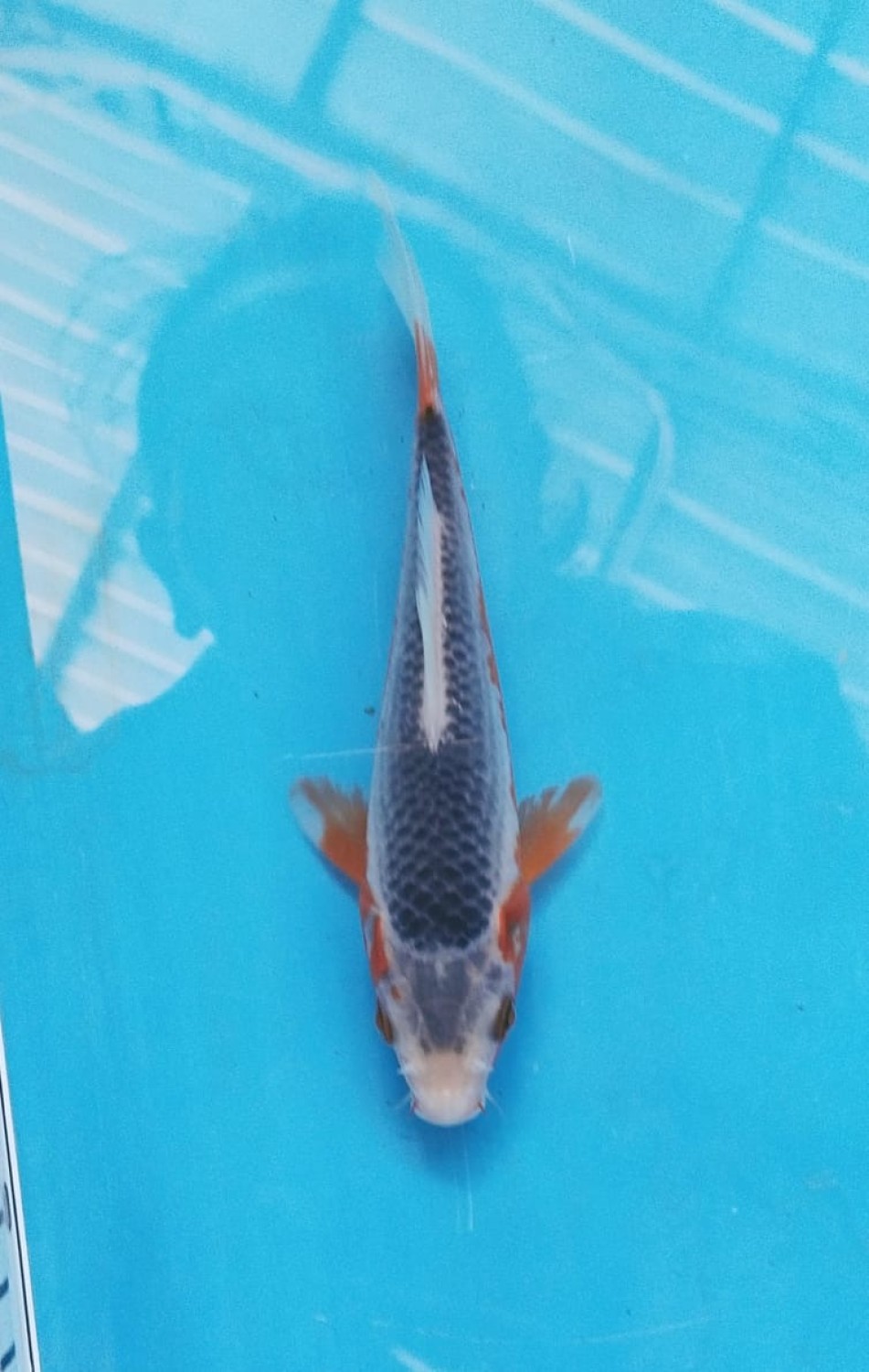 Juara 2