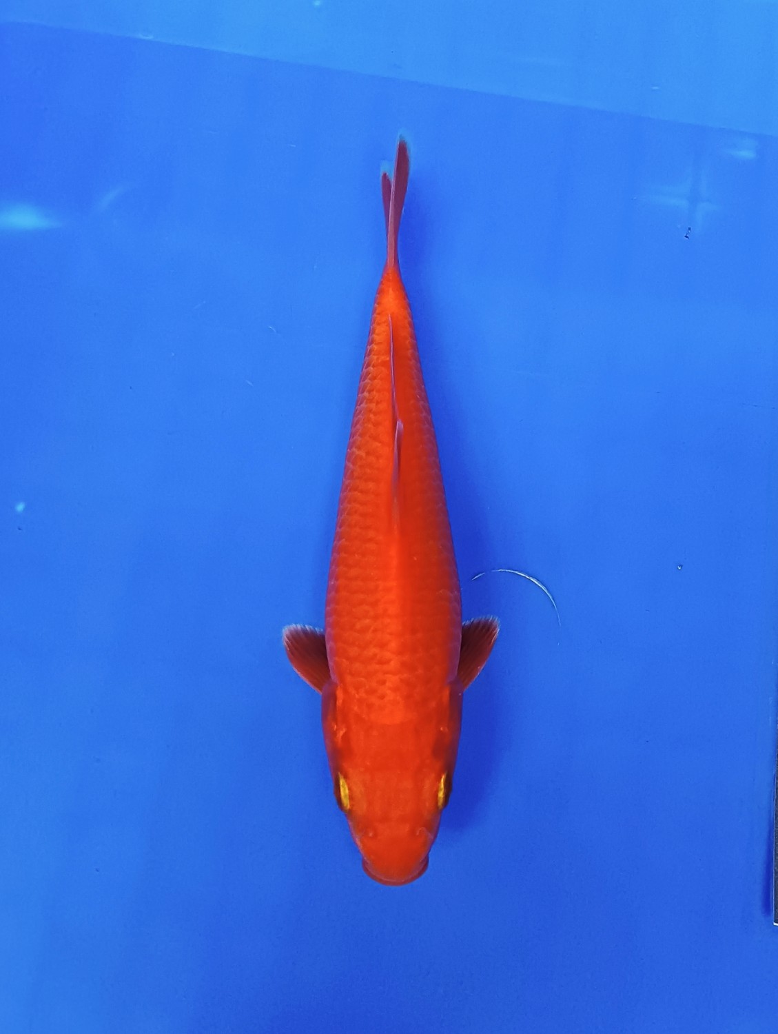 Juara 1