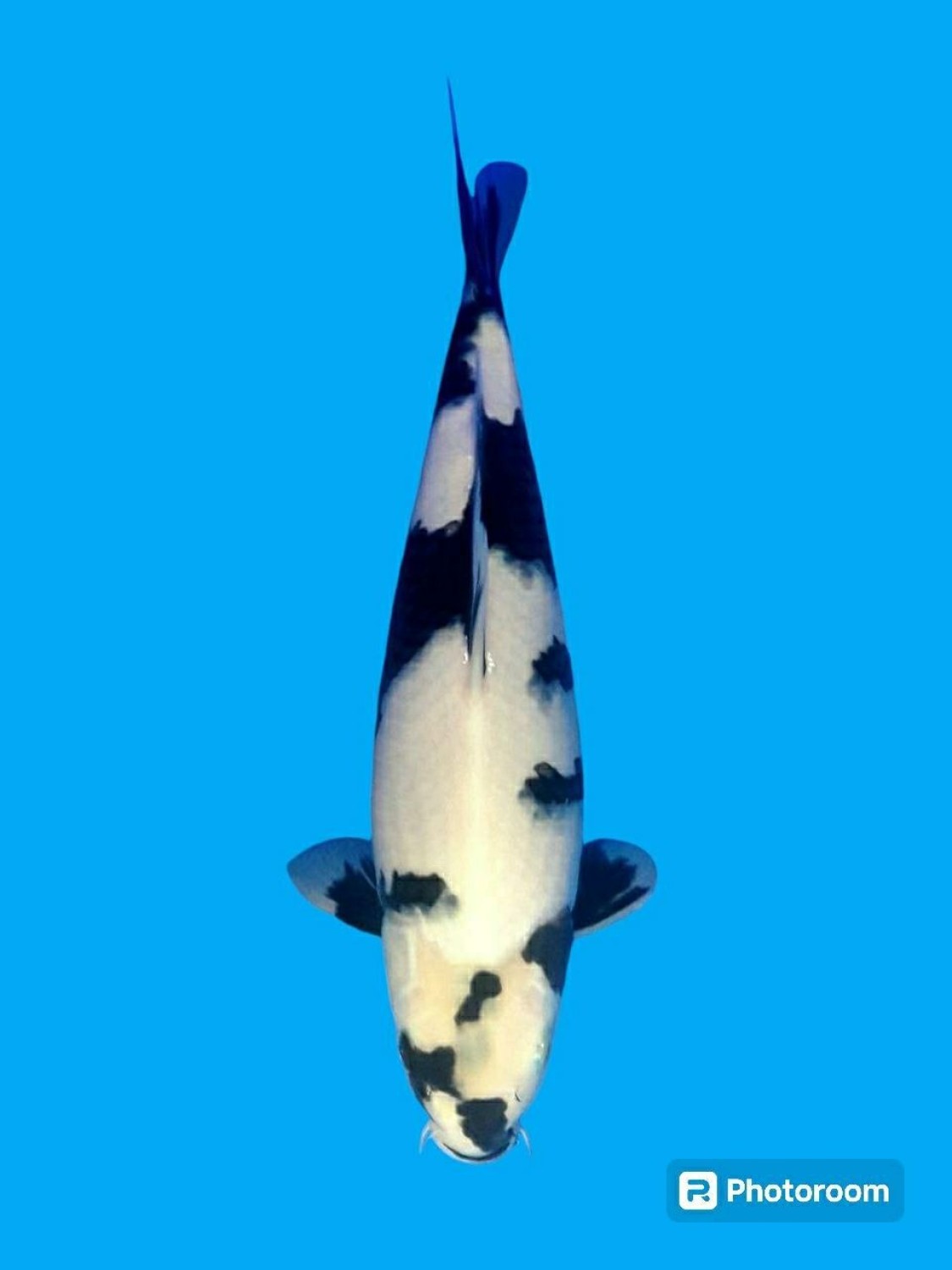 Juara 2