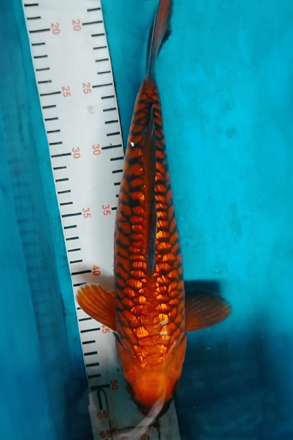 Juara 1