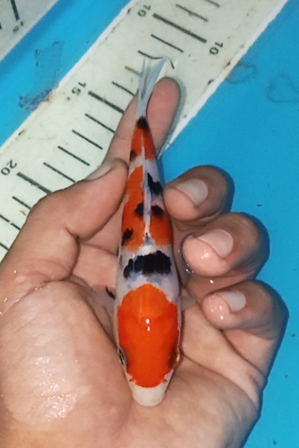 Juara 5