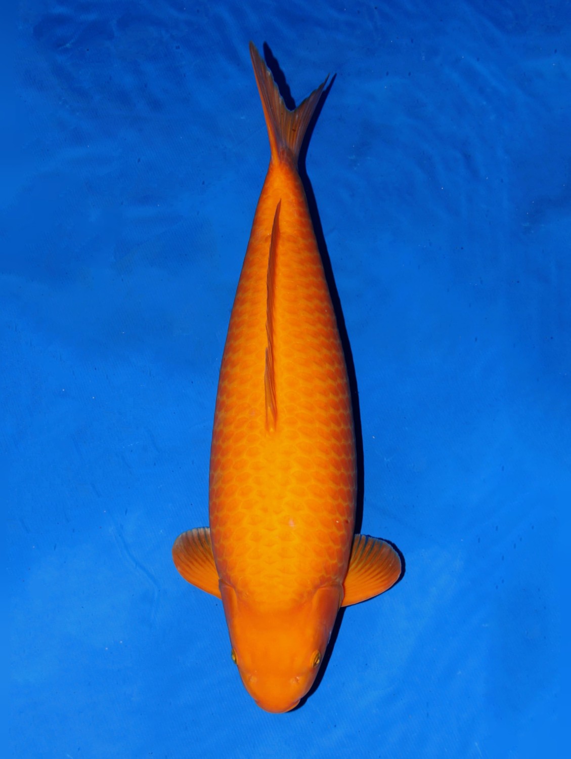 Juara 2