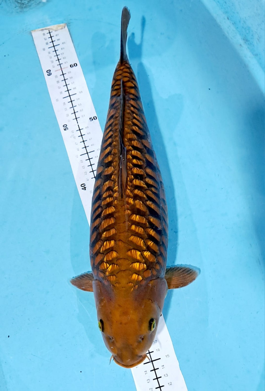 F. Aragoke Adult Champion