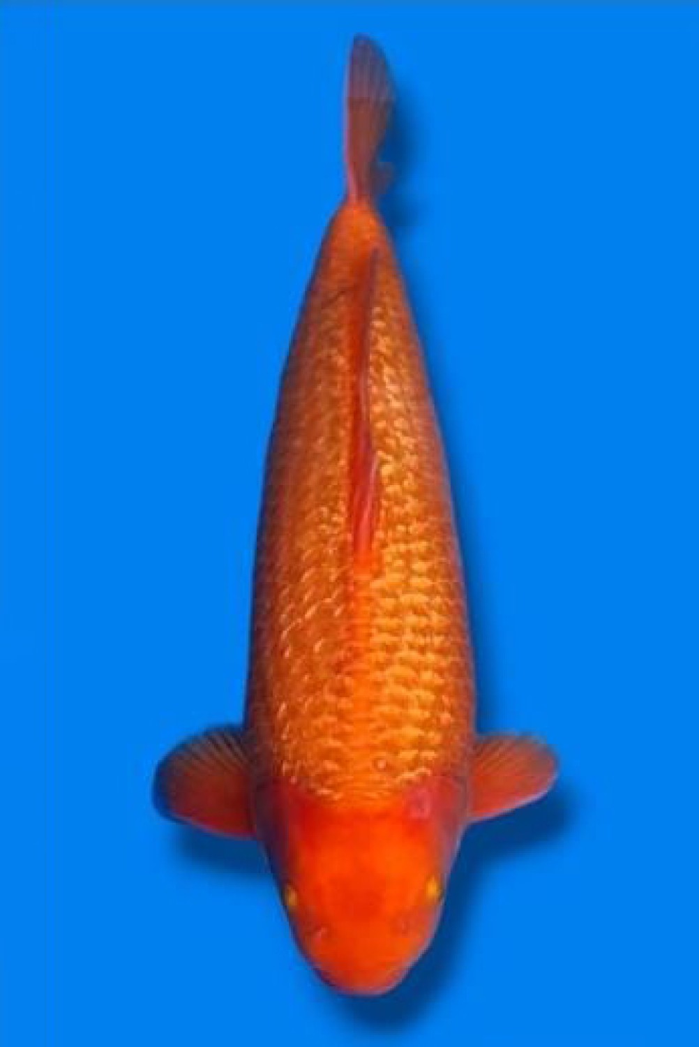 Juara 5
