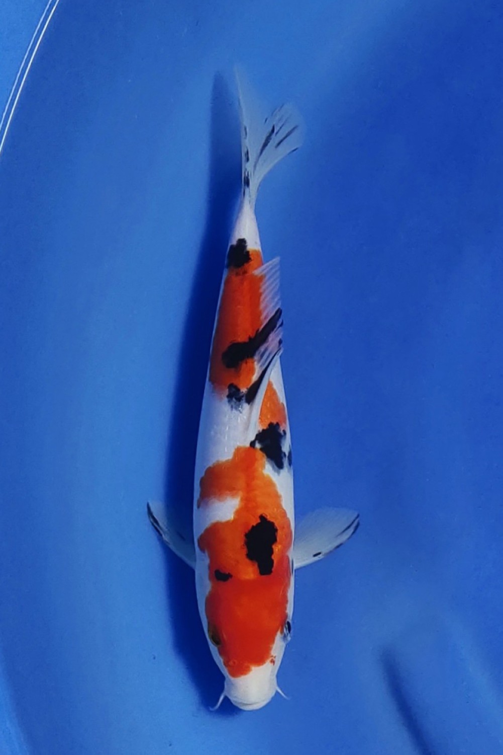 Juara 5