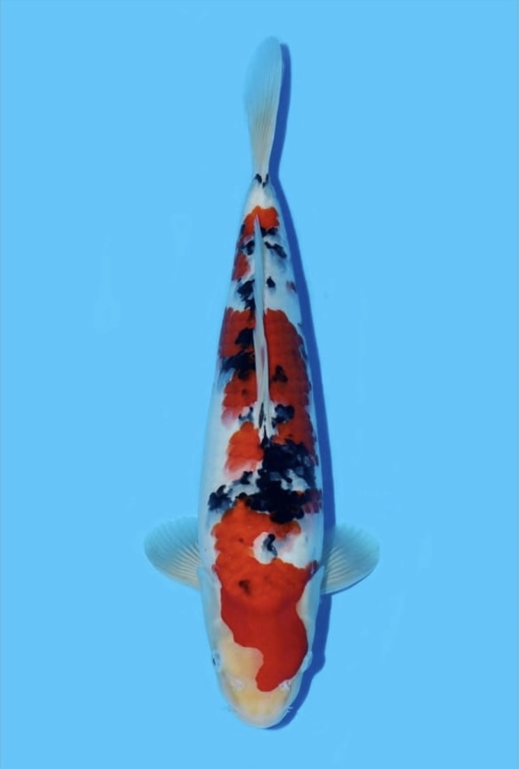 Juara 1