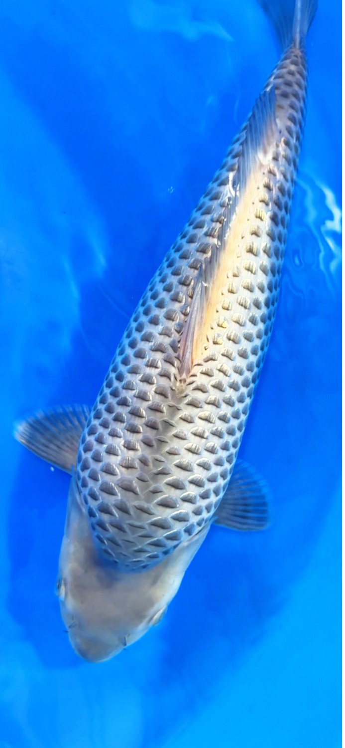 Juara 1