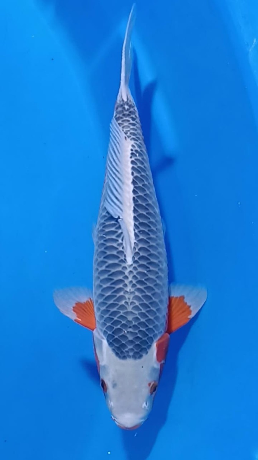 Juara 1