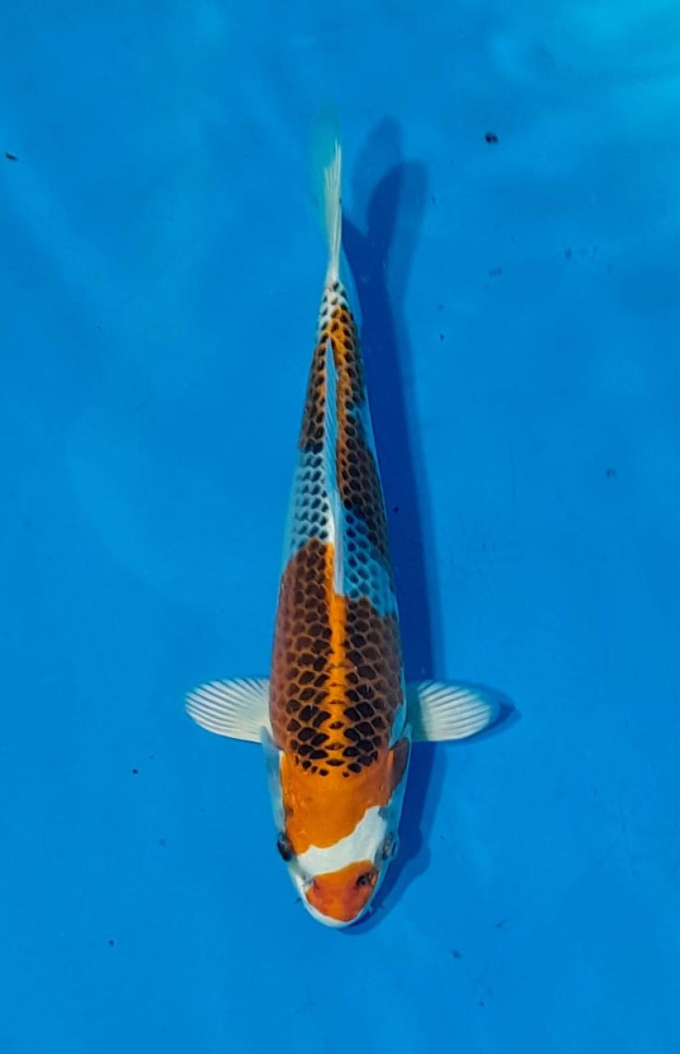 Juara 1