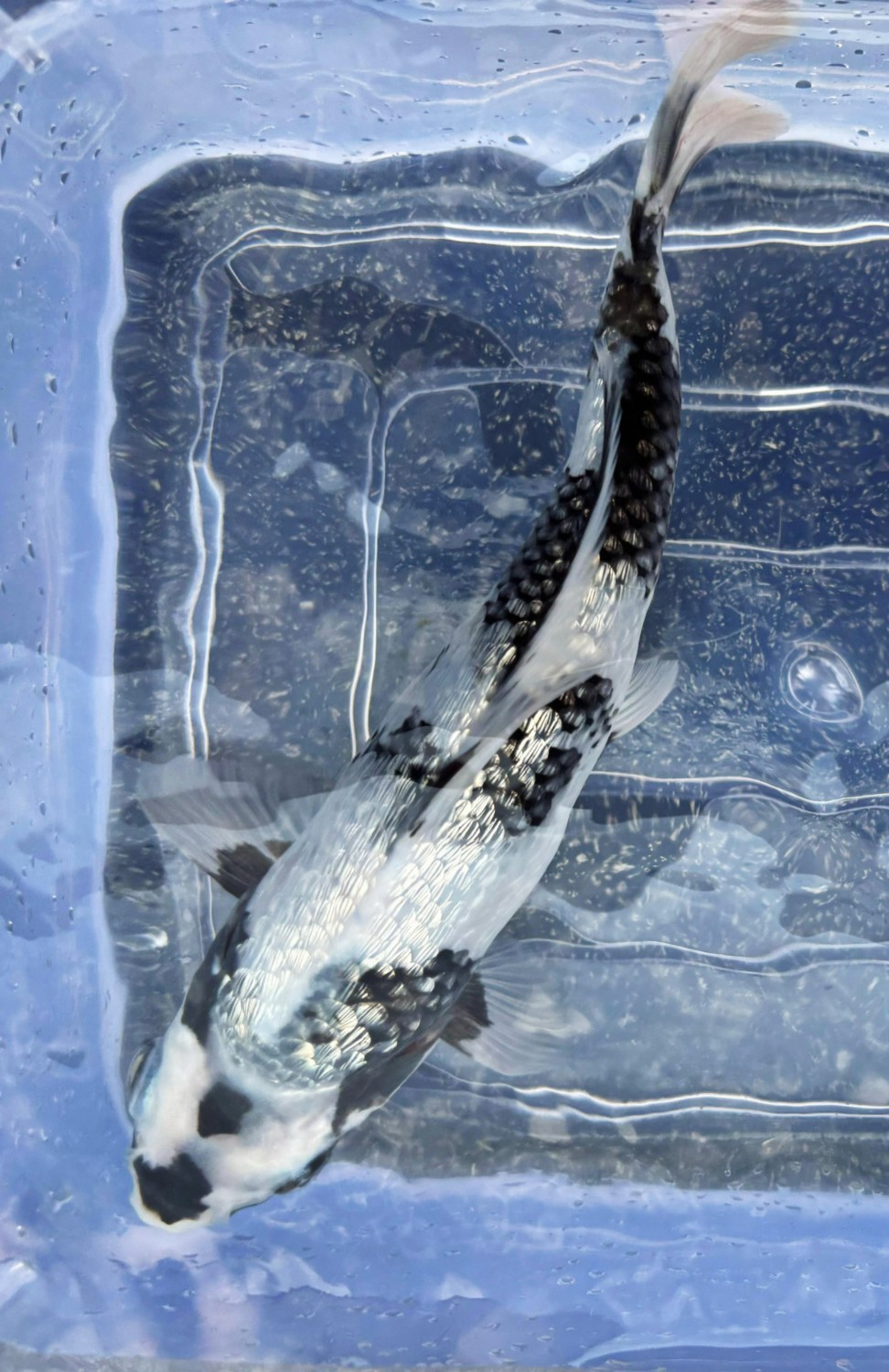 G. Tategoi Baby Champion