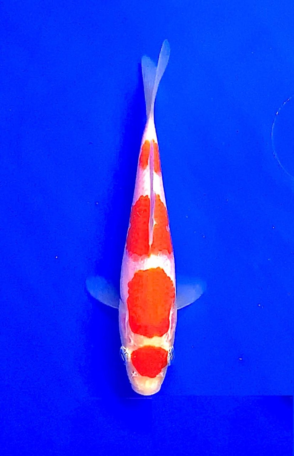 Juara 4