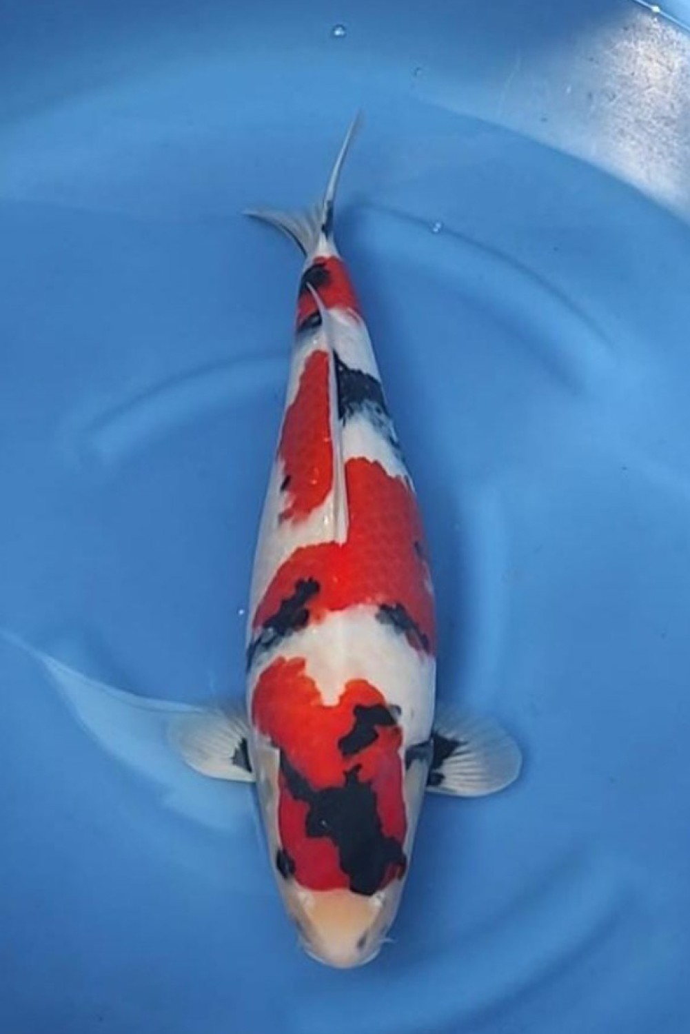 G. Tategoi Prize, 46 - 50 cm