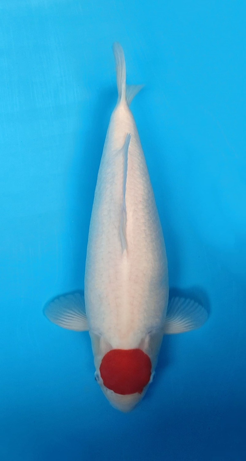 Juara 1