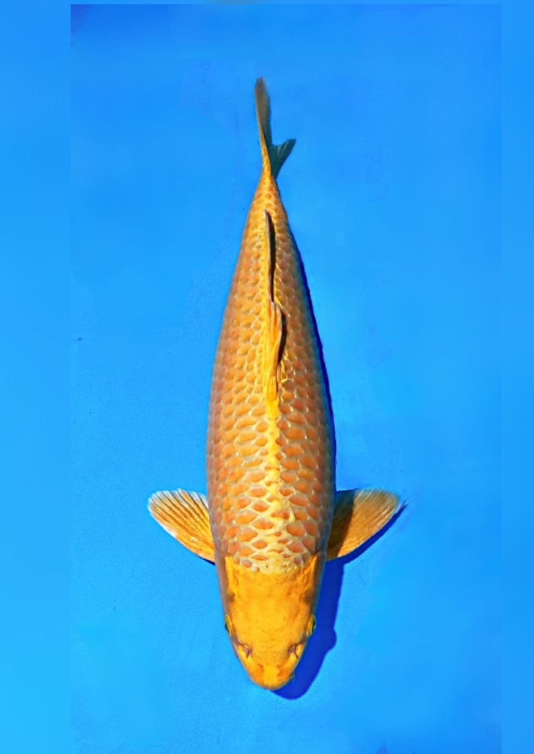 Juara 1