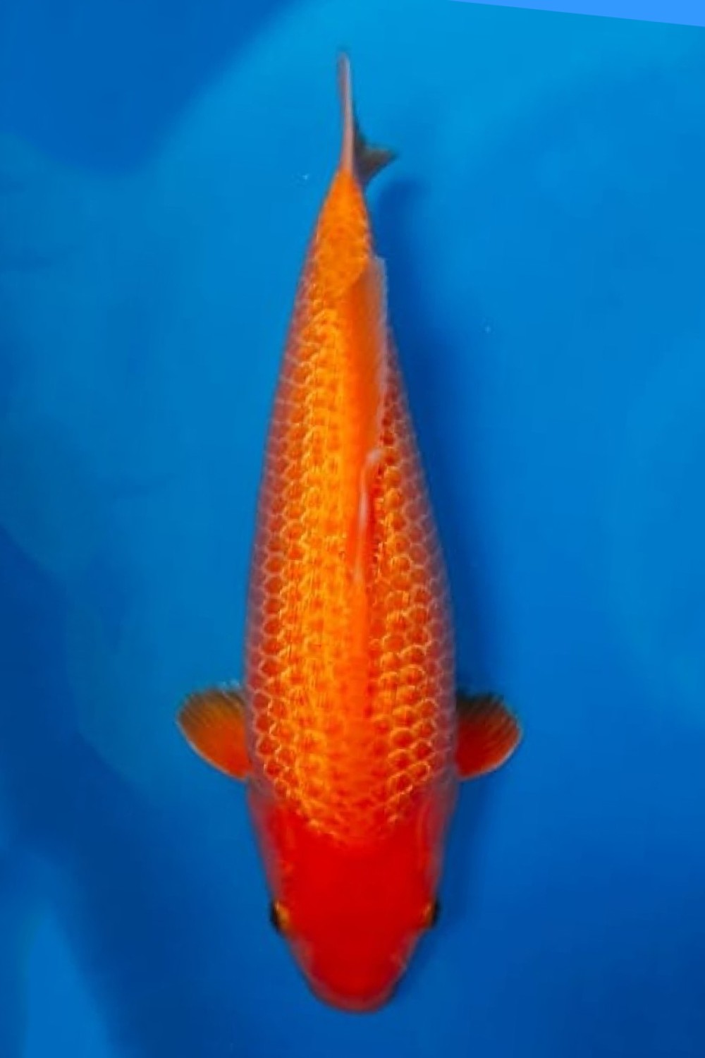 Juara 2