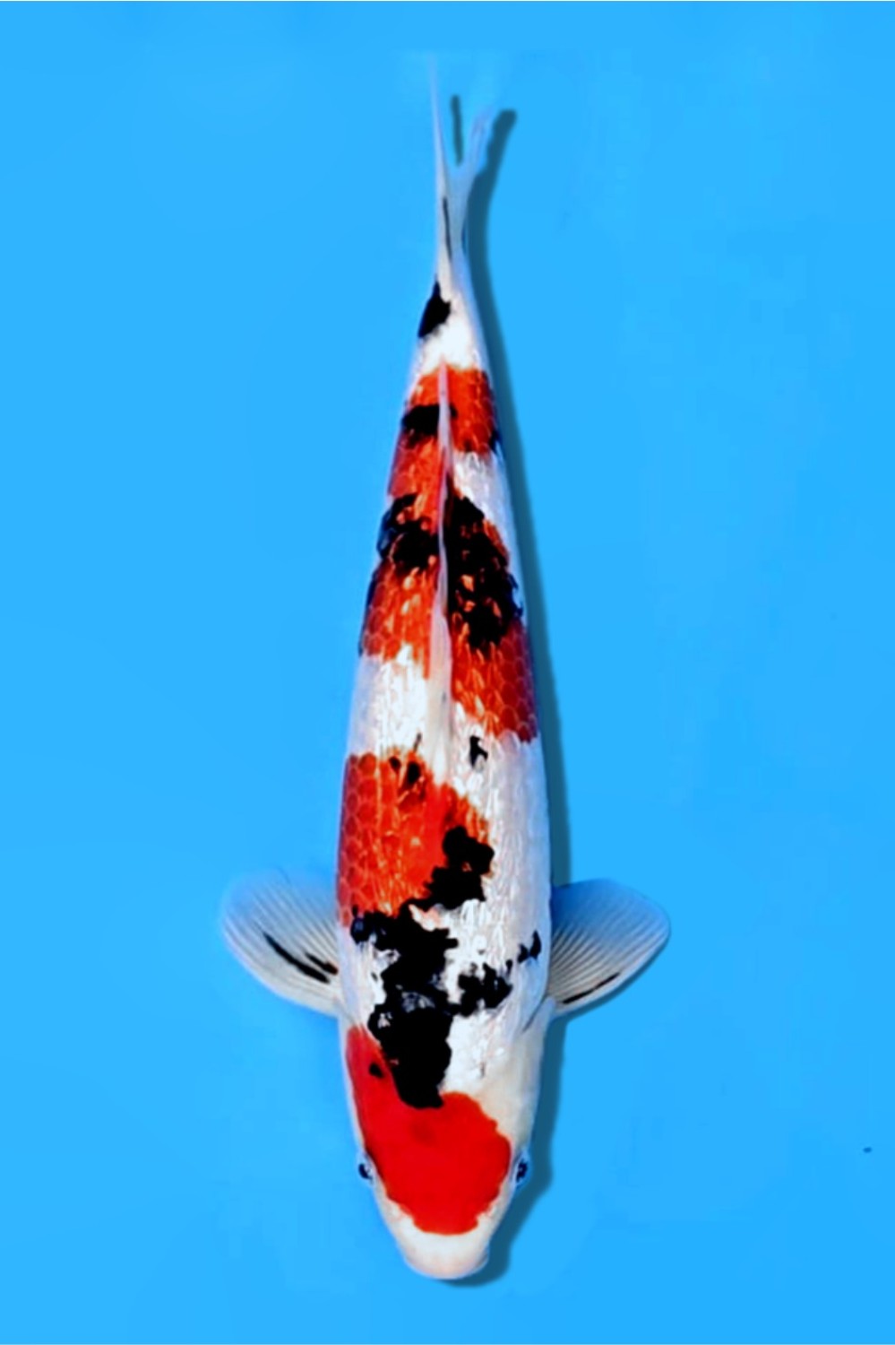 Juara 3