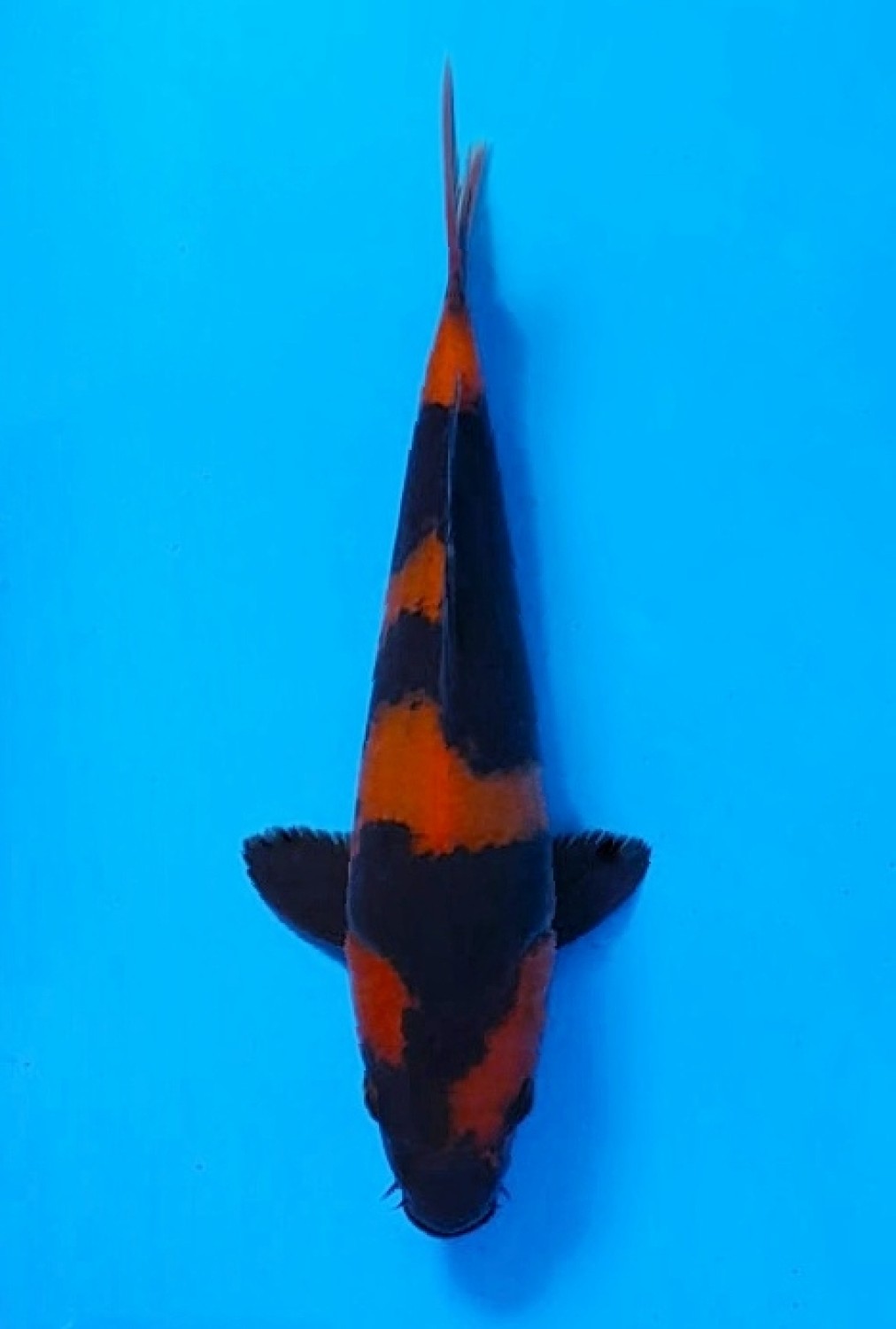 Juara 4