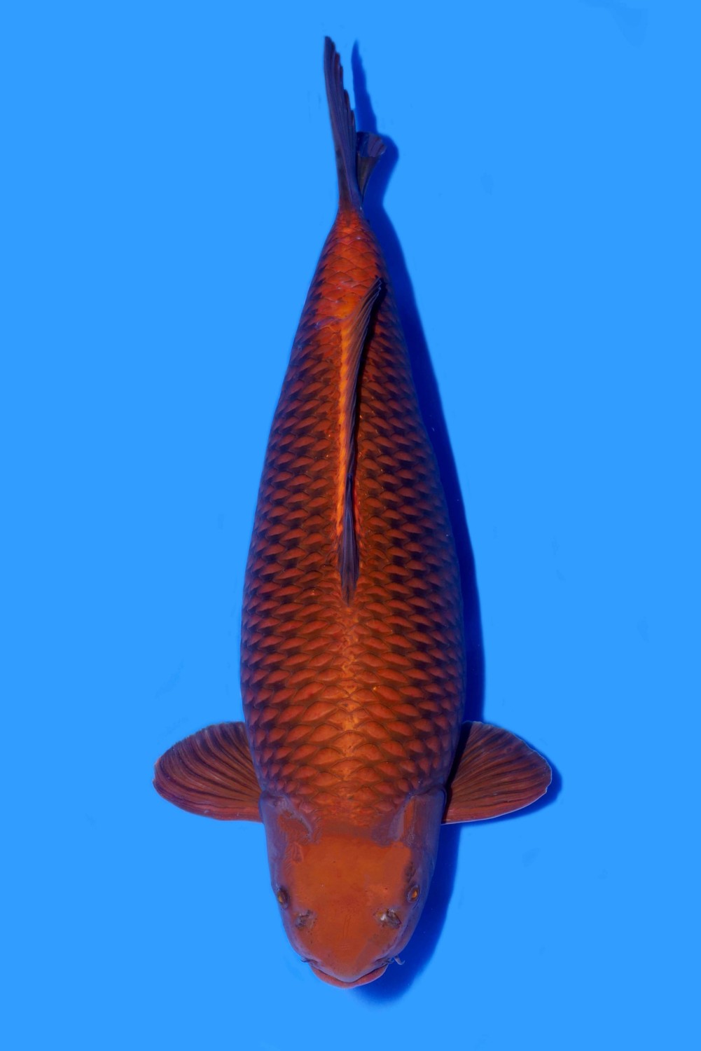 Juara 5