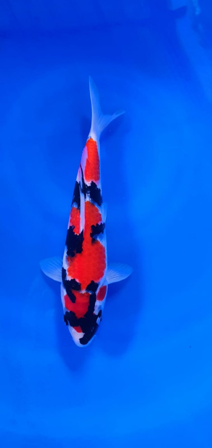 Juara 1